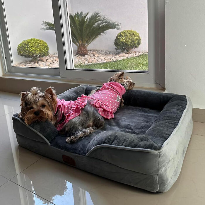 Give Your Furry Friend The Best Rest With Bedsure Orthopedic Supportive Foam Dog Bed 