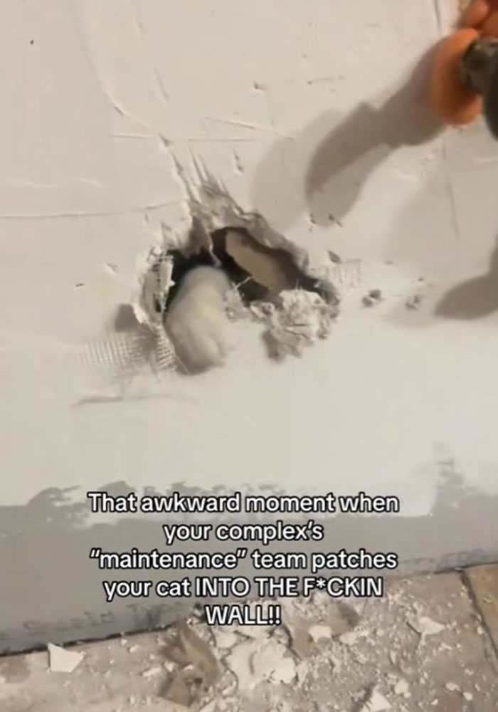 Woman Furious That Maintenance Crew Patched Her Cat Into The Wall, It Turns Out She’s Not Alone