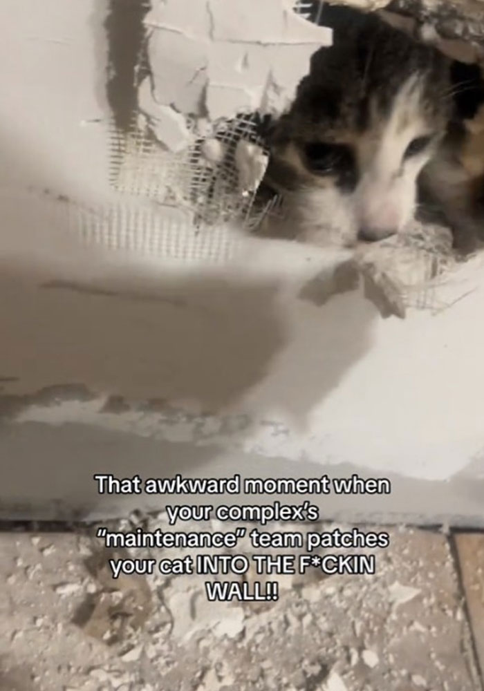Woman Furious That Maintenance Crew Patched Her Cat Into The Wall, It Turns Out She’s Not Alone