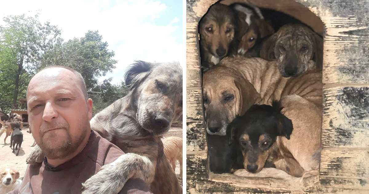 This Serbian Man’s Shelter Houses Thousands Of Dogs With Love Bored Panda