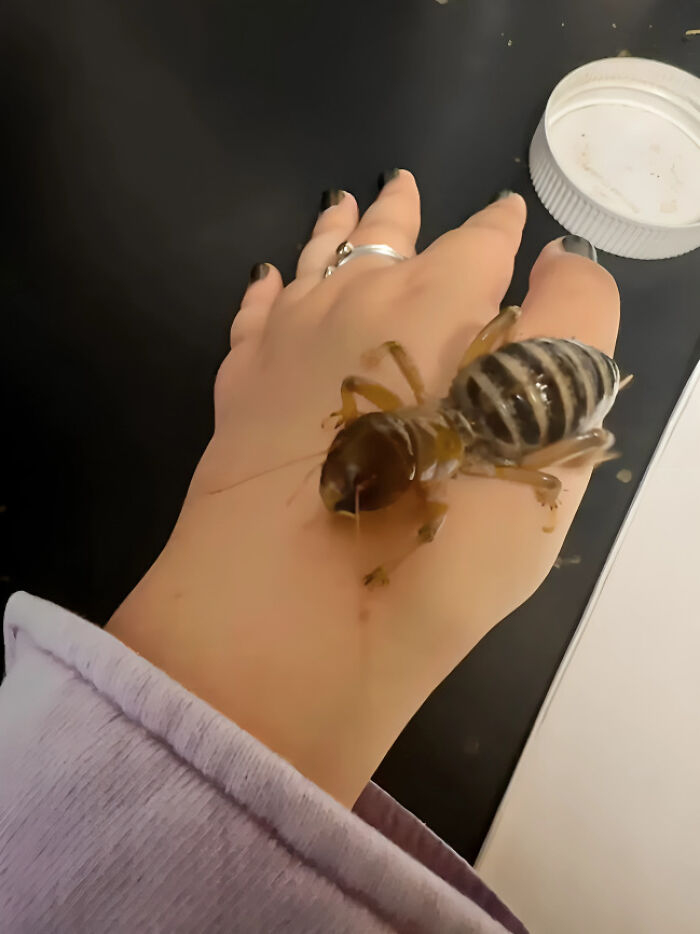 Absolute Unit Of A Jerusalem Cricket, Which Is Neither From Jerusalem Nor A Cricket!