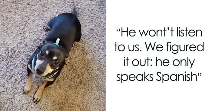 A 4-Year-Old Chihuahua, Max, Responds Only To Commands In Spanish