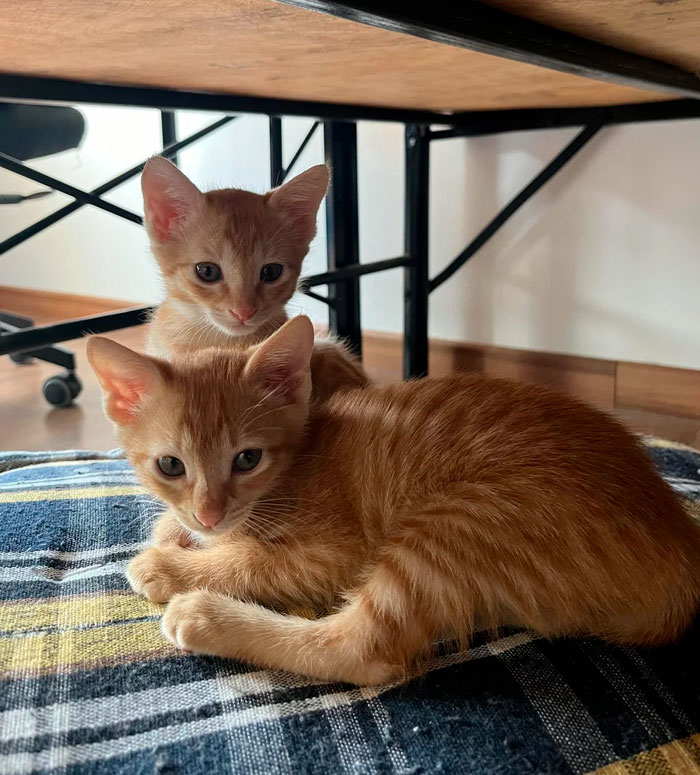 New Kittens