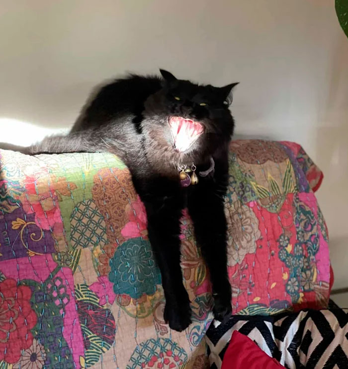 Thought I Had Adopted A Cat, Got A Sunlight Consuming Demon Instead