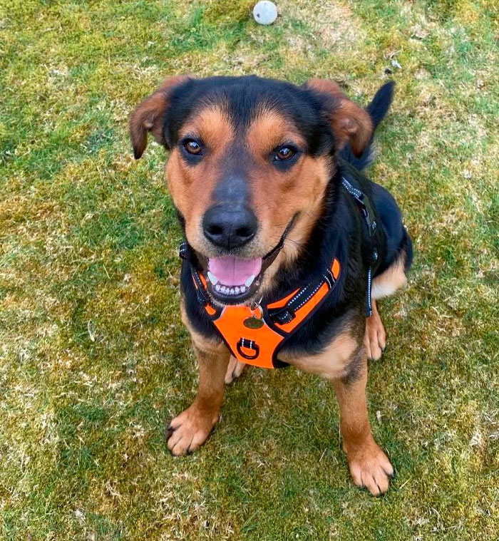 Just Adopted This Good Boy Today!