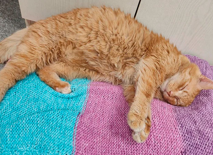This Is Cheeto. He Was Very Depressed In Local Shelter So I Decided To Adopt Him