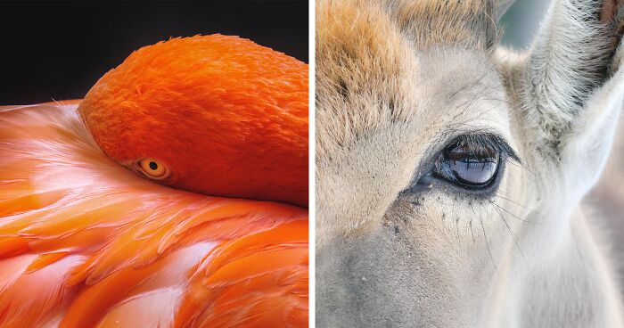 I’m An Animal Photographer, And Here Are My 14 Best Close-Up Eye Portraits I Took At The Zoo