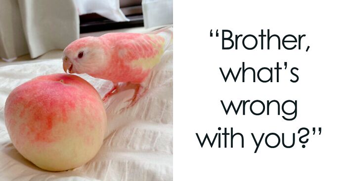 50 Hilarious Photos Of Animals Who Have An Uncanny Resemblance To Foods