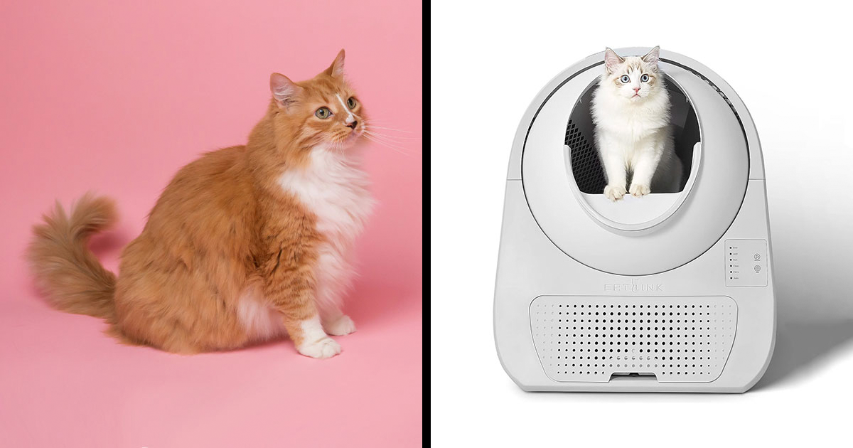 The Top 6 Automatic Litter Boxes In 2024, Vet-Approved | Bored Panda