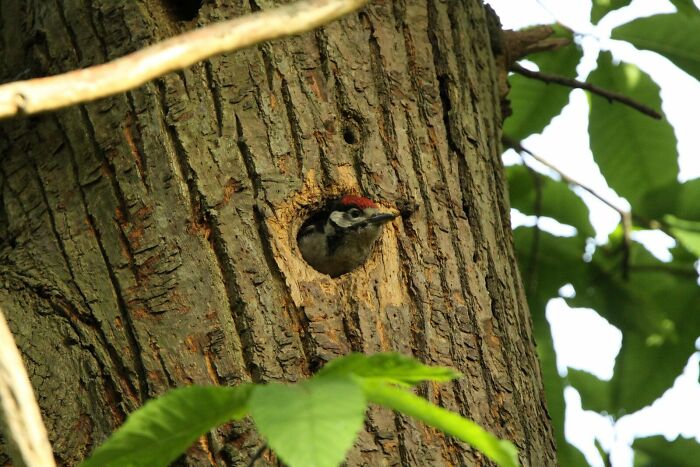 Baby Woodpecker Waiting For Mum To Return
