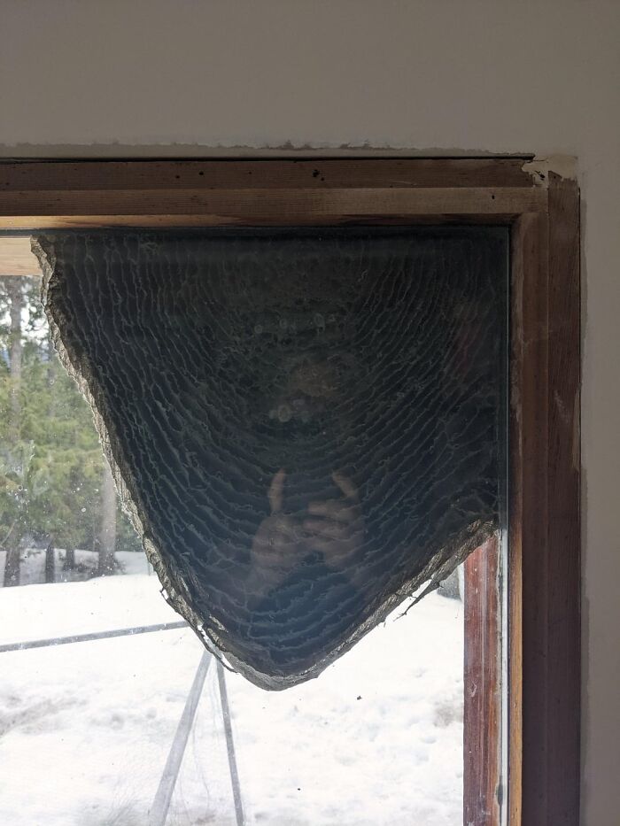 Back Of A Hornet's Nest They Made On A Window