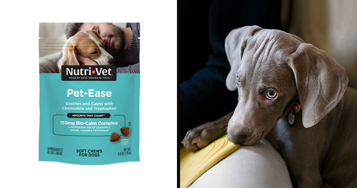 Best Calming Treats For Dogs In 2024, Approved By A Vet