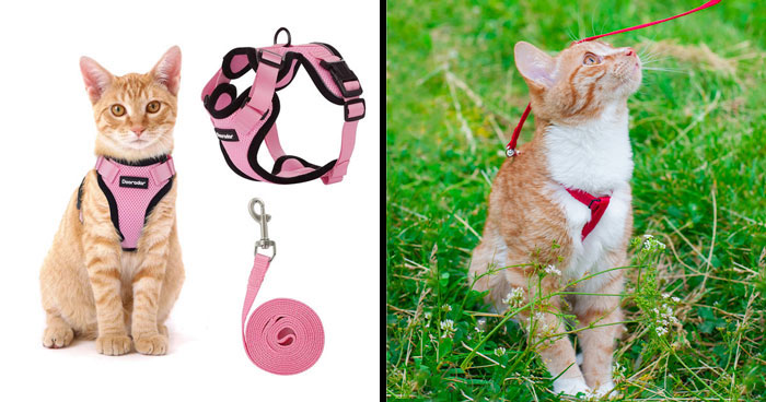 Best Cat Harnesses For Kitties Of All Sizes, Vet-Approved