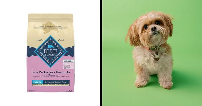 Best Dog Food For Small Dogs In 2024 