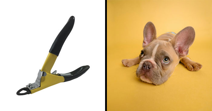 Best Dog Nail Clippers In 2024