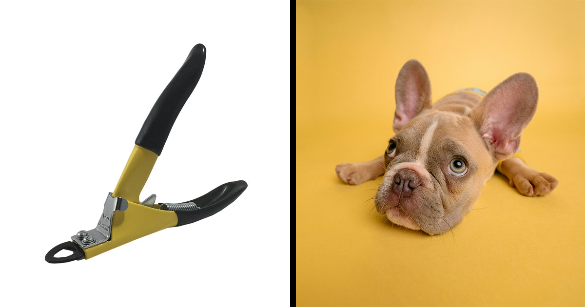 Picture of Best Dog Nail Clippers In 2024 | Bored Panda