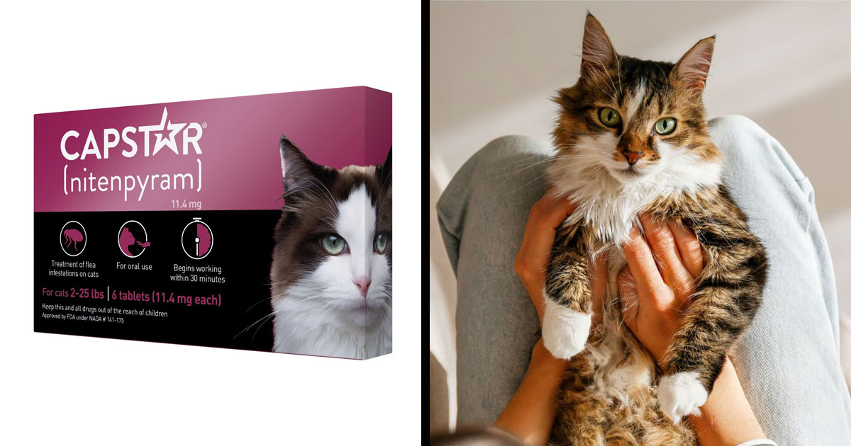 Best Flea Product for Cats – Top Rated Solutions for a Flea-Free Life