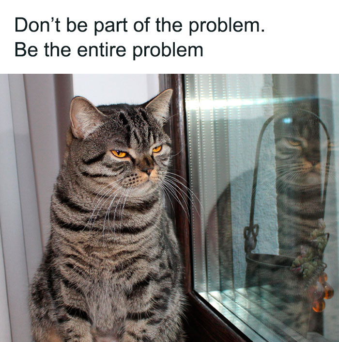 50 Of The Funniest And Most Relatable Cat Memes Shared 