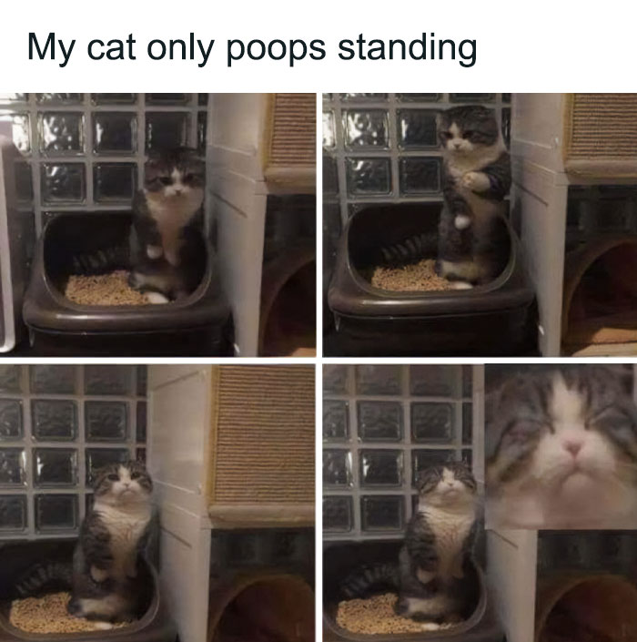 Best-Funny-Cat-Memes-Jokes