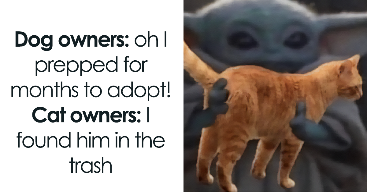 107 Of The Funniest And Most Relatable Cat Memes Shared By This IG Page - Vimarsana News