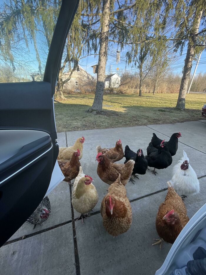 Mis pollos me saludan cuando vuelvo a casa del trabajo