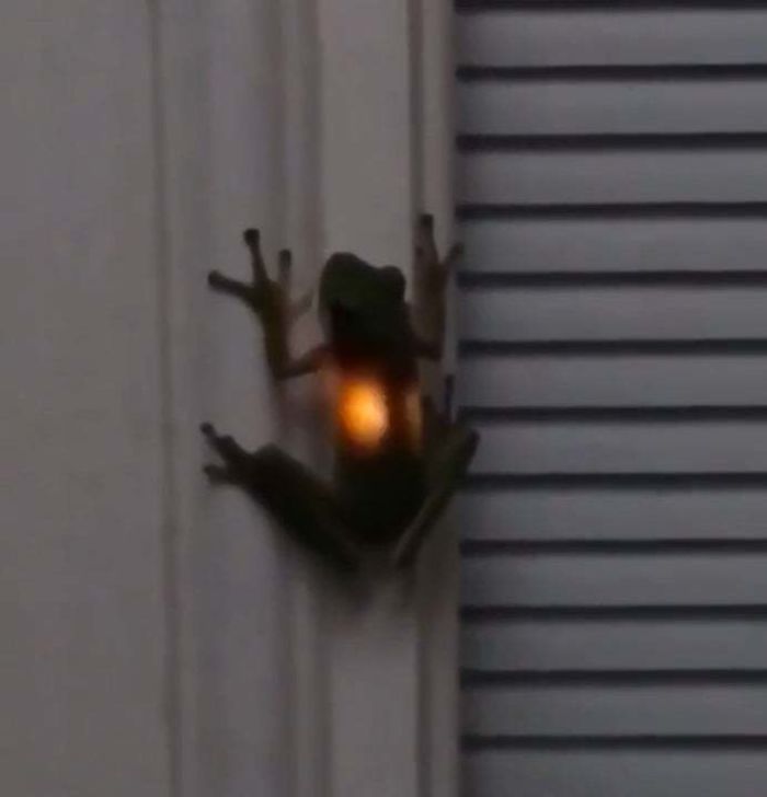 This Is What Happens When Frogs Eat Fireflies