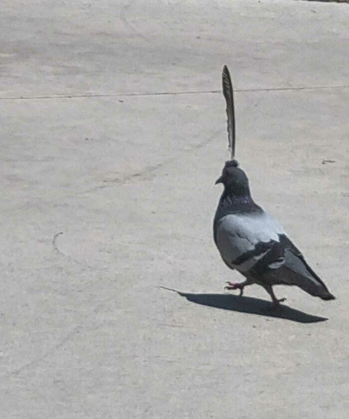 I Found A Pidgeon With One Feather Sticking Out Of It's Head
