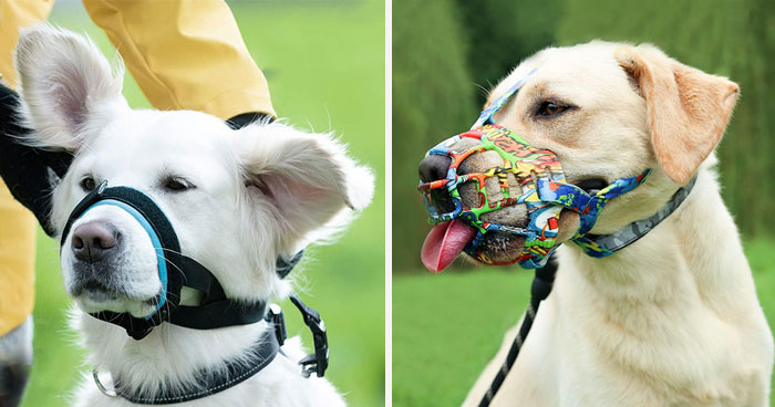 Best Muzzles For Dogs In 2024, Reviewed By A Vet