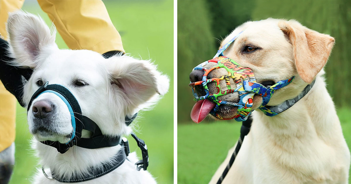Best Muzzles For Dogs In 2024, Reviewed By A Vet Bored Panda