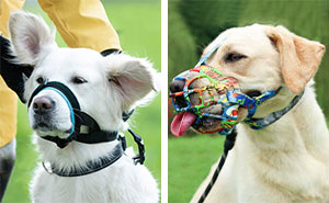 Best Muzzles For Dogs In 2024, Reviewed By A Vet
