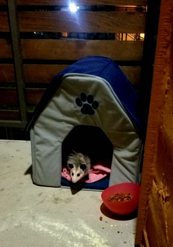 Dejaba comida a un gato "fantasma" al que nunca conseguía ver durante el día. Un día intenté verlo por la noche y...