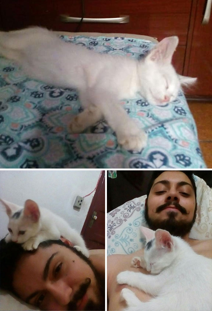 First Photo: This Was Not My Cat, He Just Entered My House And Slept In My Bed Second Photo: Now He Climbs Me Third Photo: He's Definitively My C A T T O Now
