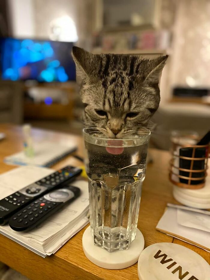 Mi vaso de agua, pero no mi gato. Es Ted, es del vecino