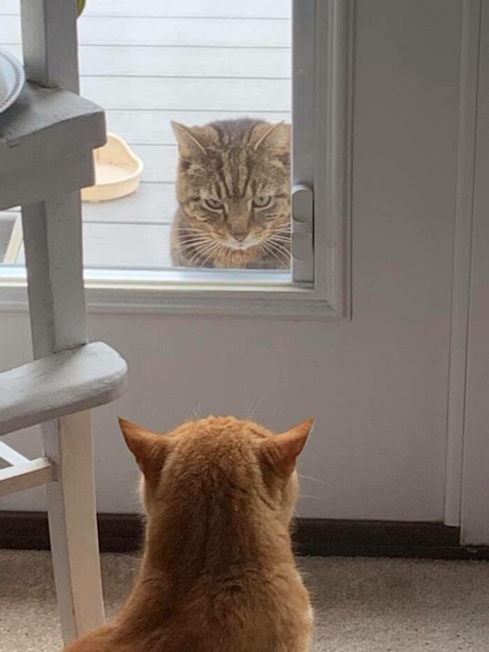 En casa de mis padres, ninguno de estos gatos le pertenece