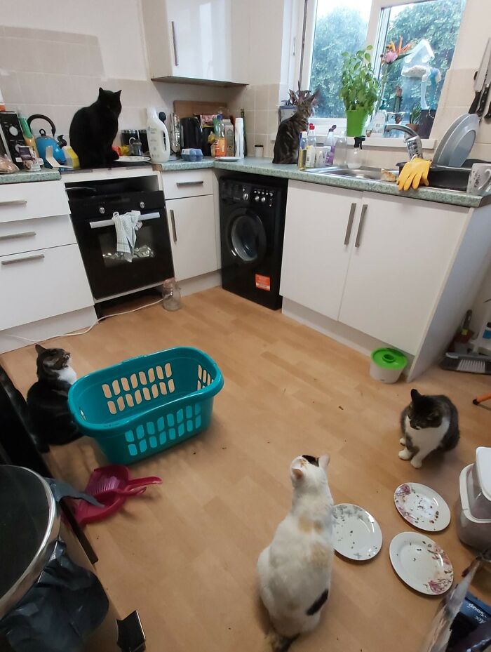 I Went To My Kitchen To Get My Washing Out Of The Machine And Feed My Cats, But Walked Into Five Cats In My Kitchen. I Only Have Three!