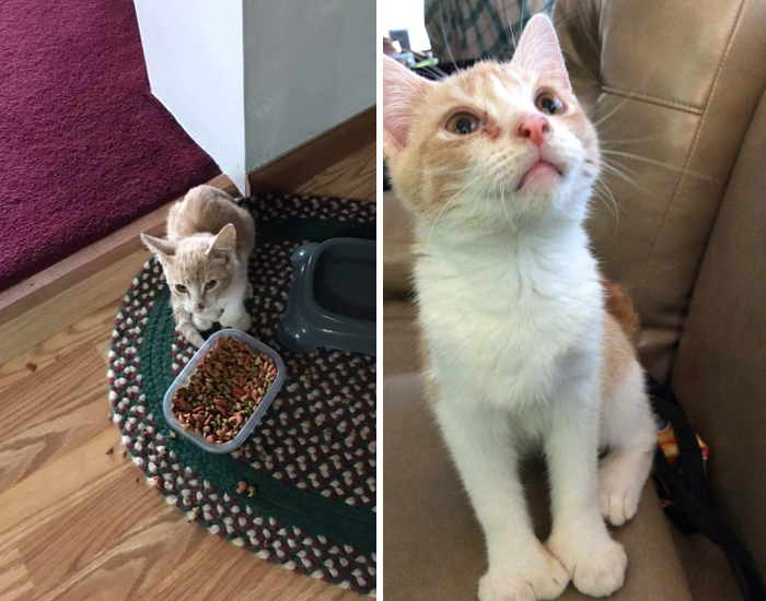 My Kitchen, Not My Cat. My Older Cat Escorted Him In Through The Kitty Door And Walked Him Over To The Food Bowl!