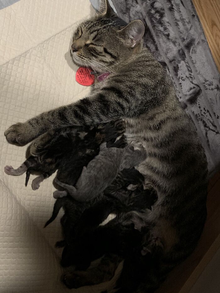 No es mi gata, ni son mis 13 gatitos. Ahora no es mi gata pero esterilizada