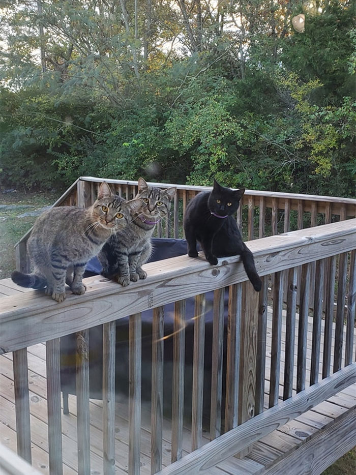 Doing Dishes And Glance Out The Window These Are Not My Cats