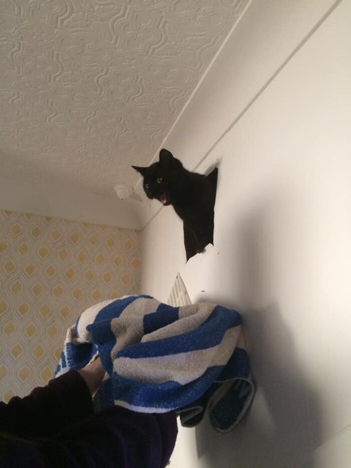 3 Years Ago On Bonfire Night This Void Yelled Out From The Void Of My Damn Walls/Roof. My Wall Vent, Not My Cat
