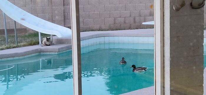 My House, Not My Cat... Not My Ducks Either