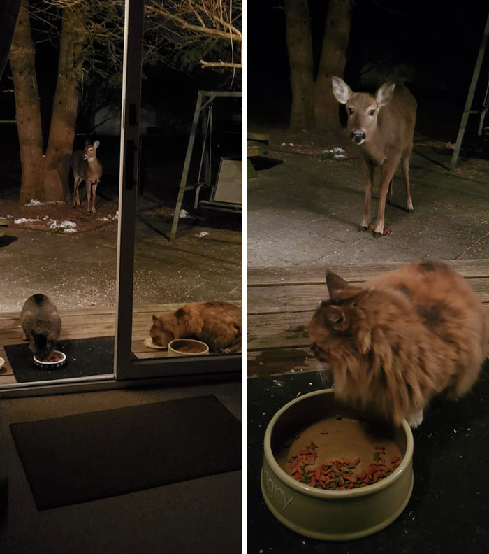 Hobocat, Pork Chops, And Friends