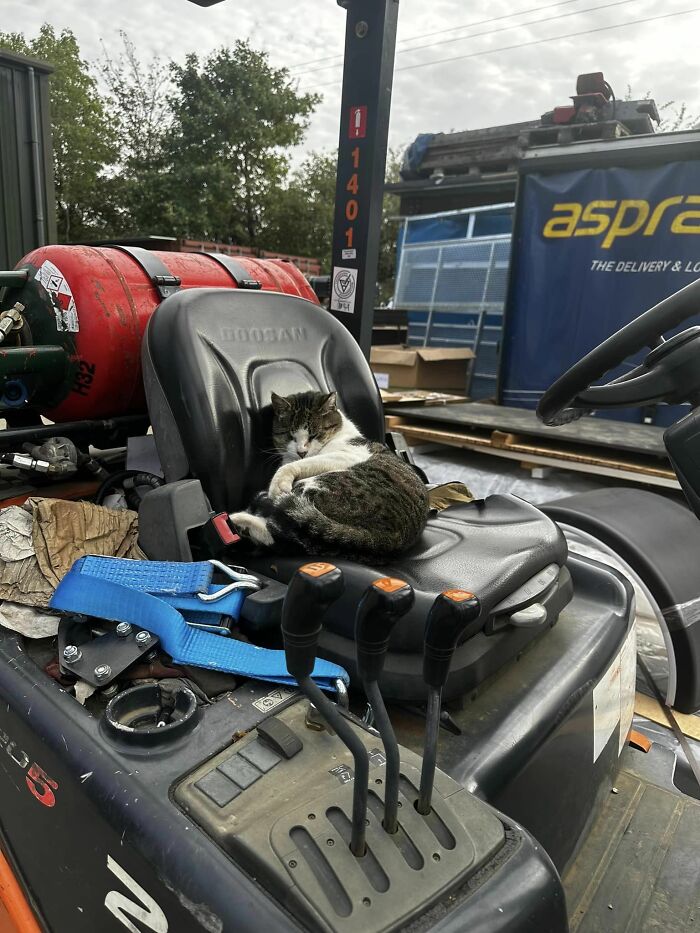 My Work, Not My Cat This Is In A Truck Manufacturing Workshop With 30+ Guys And This Cat Is Adored By All And Gets So Much Attention It’s Hilarious