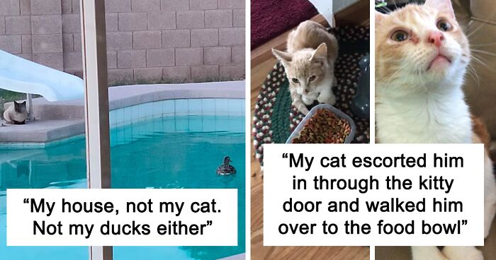 50 Hilariously Unexpected “My House, Not My Cat” Moments (Best-Of-All-Time Edition)