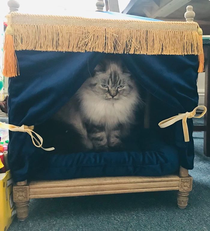 We Have A Grumpy Kitten That My Son Named Gracie. We Found This Little 4 Poster Blue Velvet Bed For Our Princess At A Store In Collingwood Ontario For A Great Marked Down Price From Its Original Cost
