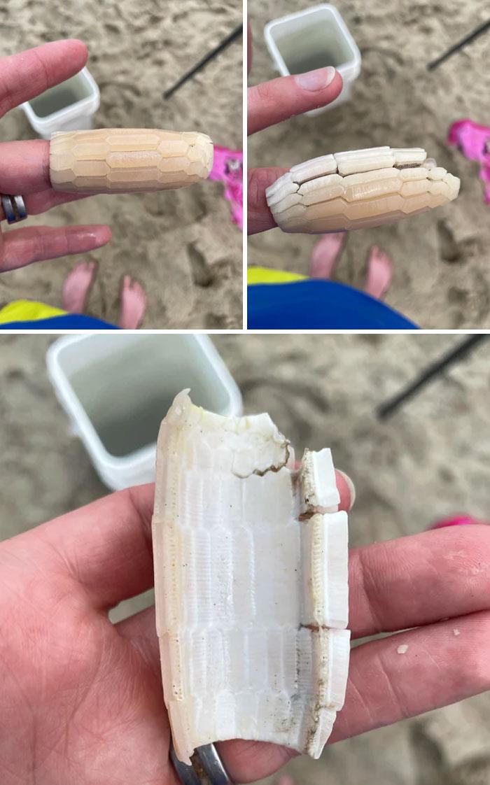 Found This Glass Like Tube “Shell” Washed Up On A Beach In North Carolina, Any Idea What It Is?