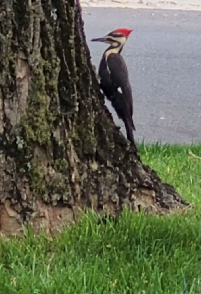 Piliated Woodpecker In My Front Yard