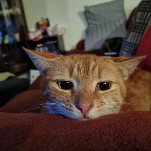 angelatilyard avatar