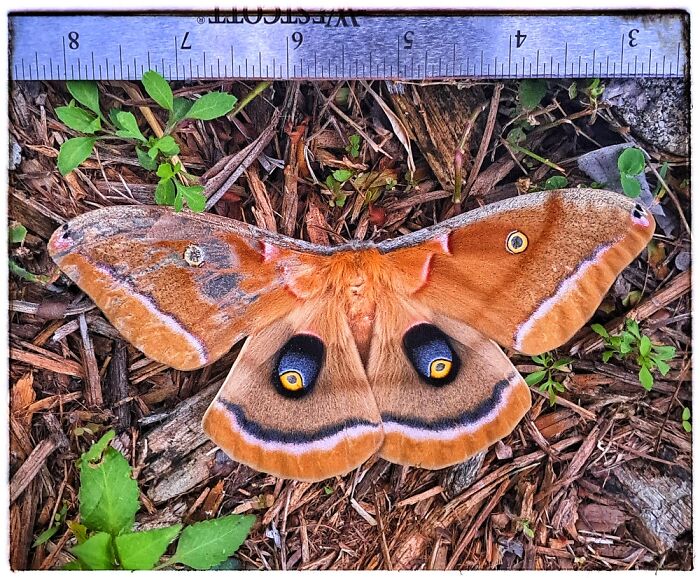 The Polyphemus Moth (Antheraea Polyphemus), Named After The Cyclops From Homer's The Odyssey
