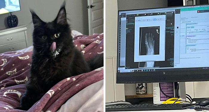 Woman Says The Bond With Her Cat Was Strengthened After The Cat Sneakily Consumed Her Toe