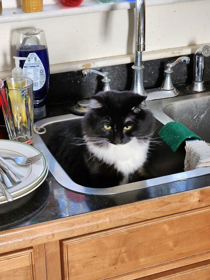 The Rare "Sink Cat"